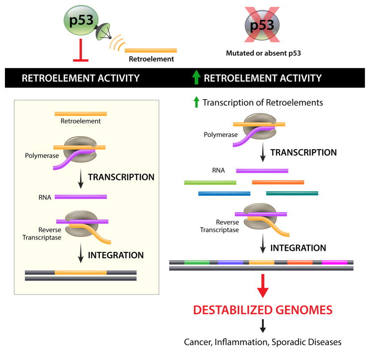 p53 senses and represses retrotransposons. Retroelements move through an RNA intermediate, are reverse transcribed, and integrate into the genome and can cause mutations and genomic instability.