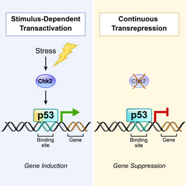 Opposing transcriptional outcomes figure